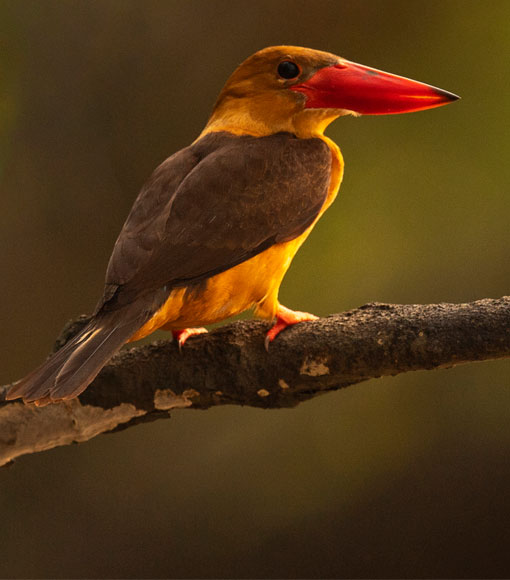 Birds of bhitarkanika