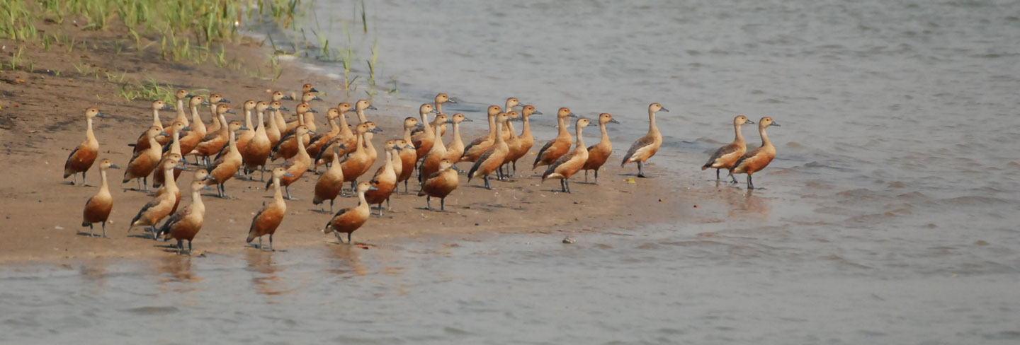 Discover Bhitarkanika Wildlife Sanctuary