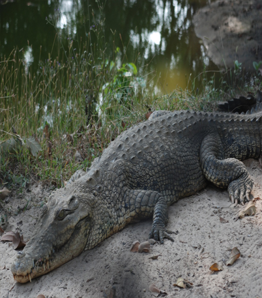 Crocodile at bhitarkanika