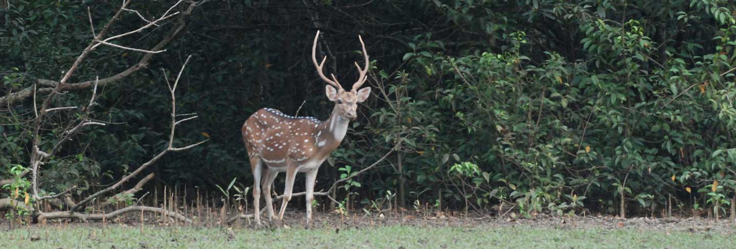 Bhitarkanika National Park