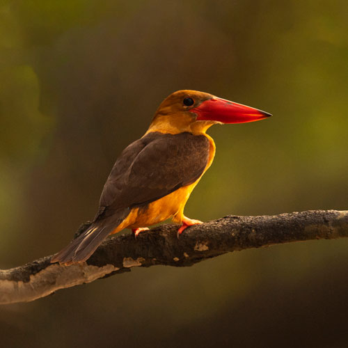 Bhitarkanika Birds
