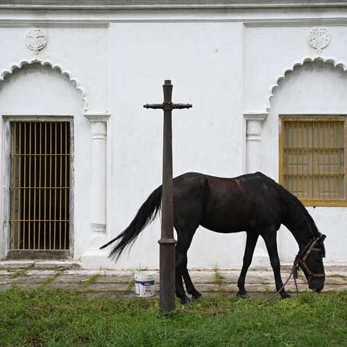 Standing Horse